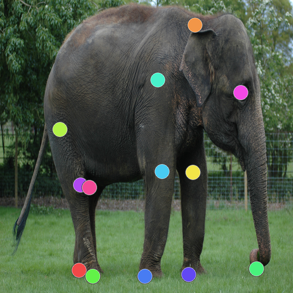 Animal body sample 1