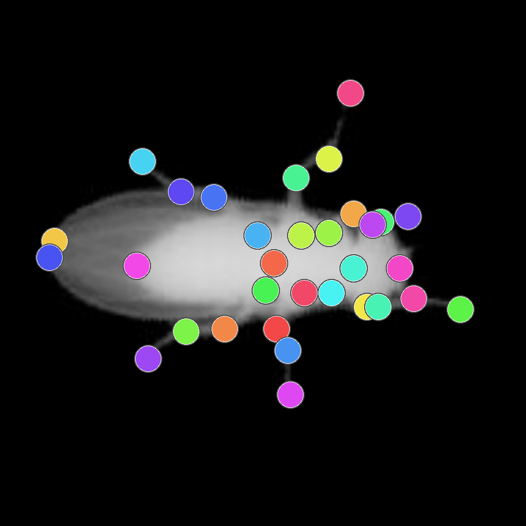 Animal body sample 3