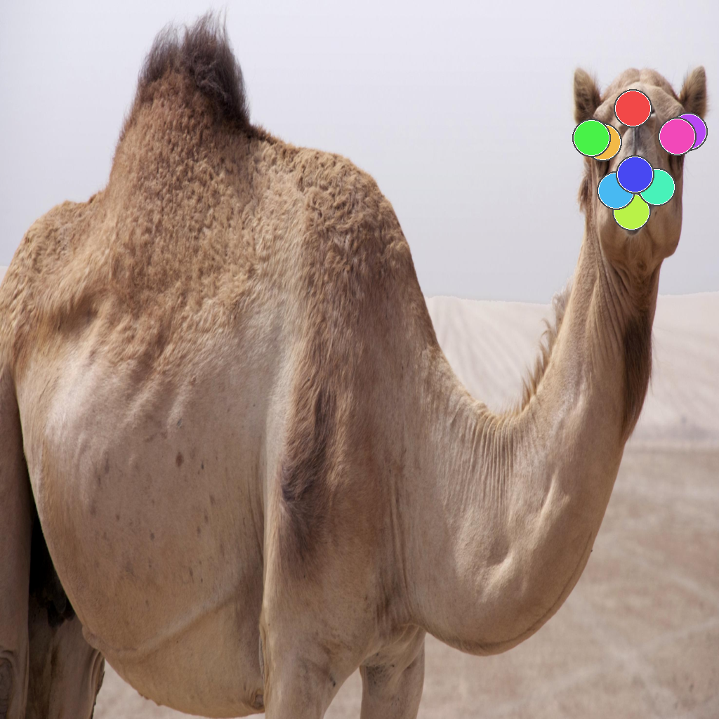 Animal face sample 1